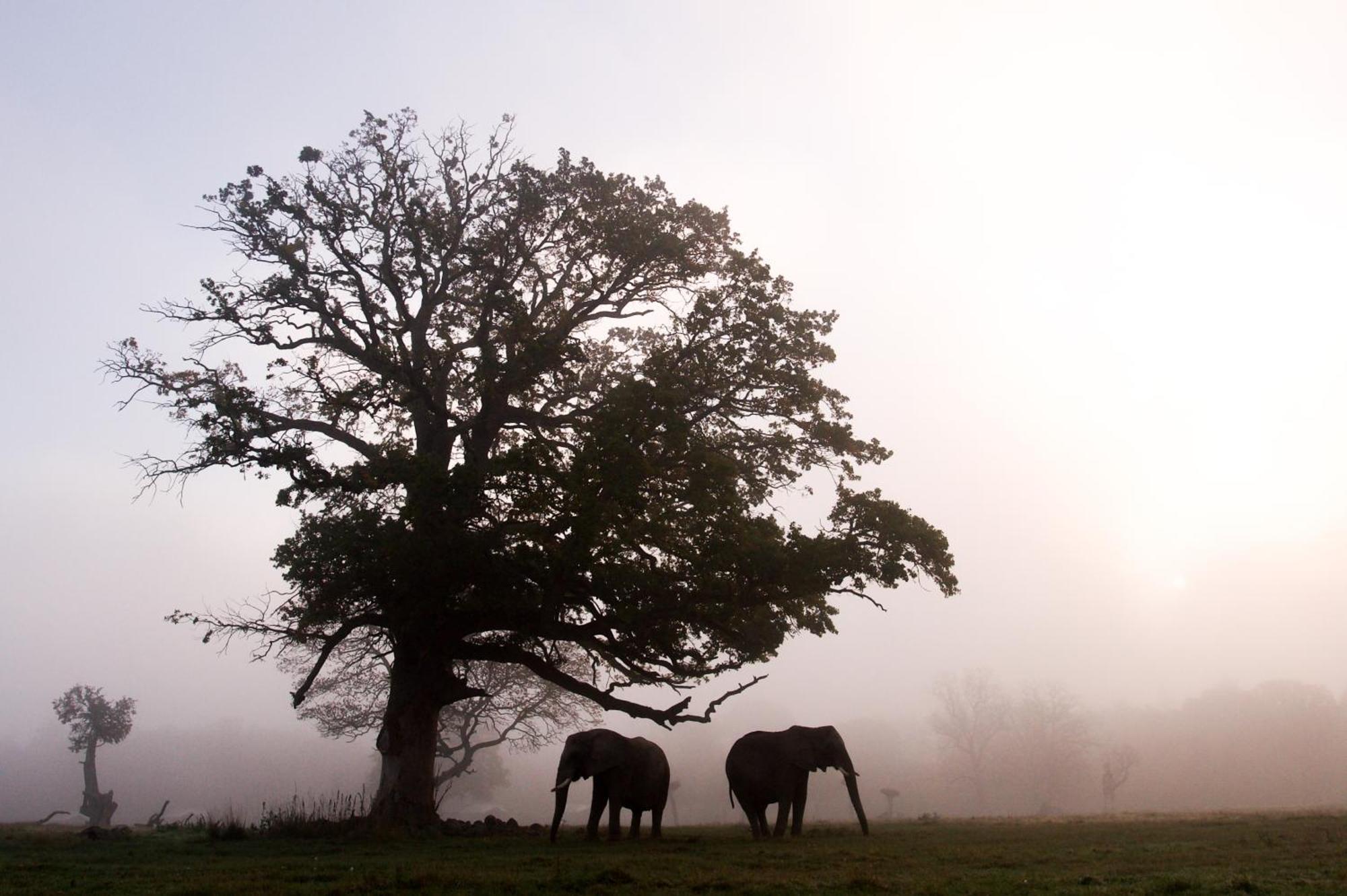 Hotel Knuthenborg Safaripark Maribo Exteriér fotografie