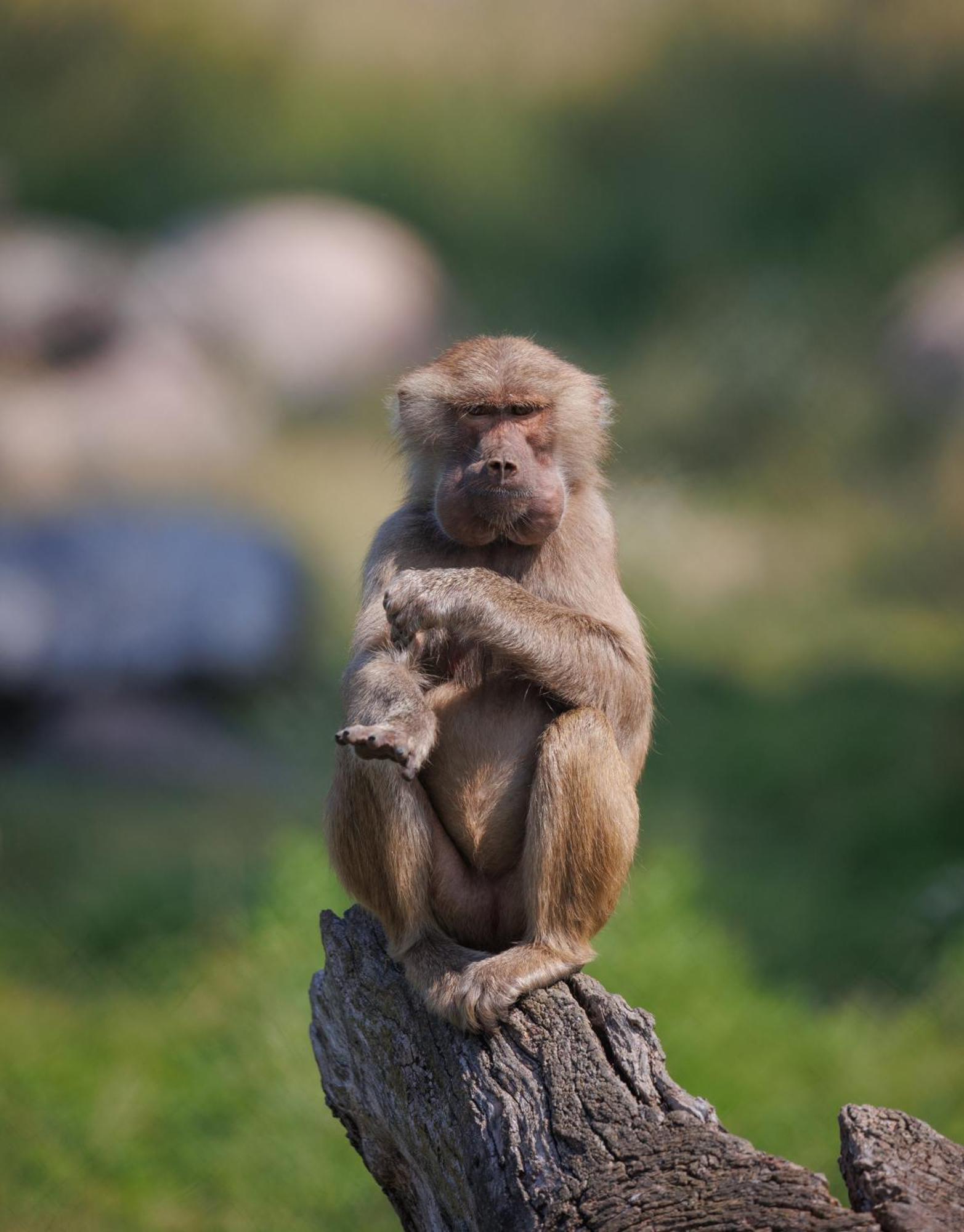 Hotel Knuthenborg Safaripark Maribo Exteriér fotografie