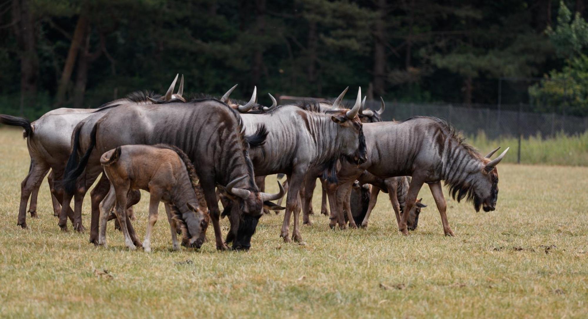 Hotel Knuthenborg Safaripark Maribo Exteriér fotografie