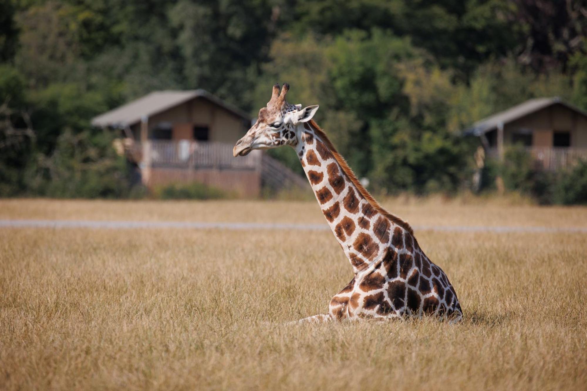 Hotel Knuthenborg Safaripark Maribo Exteriér fotografie
