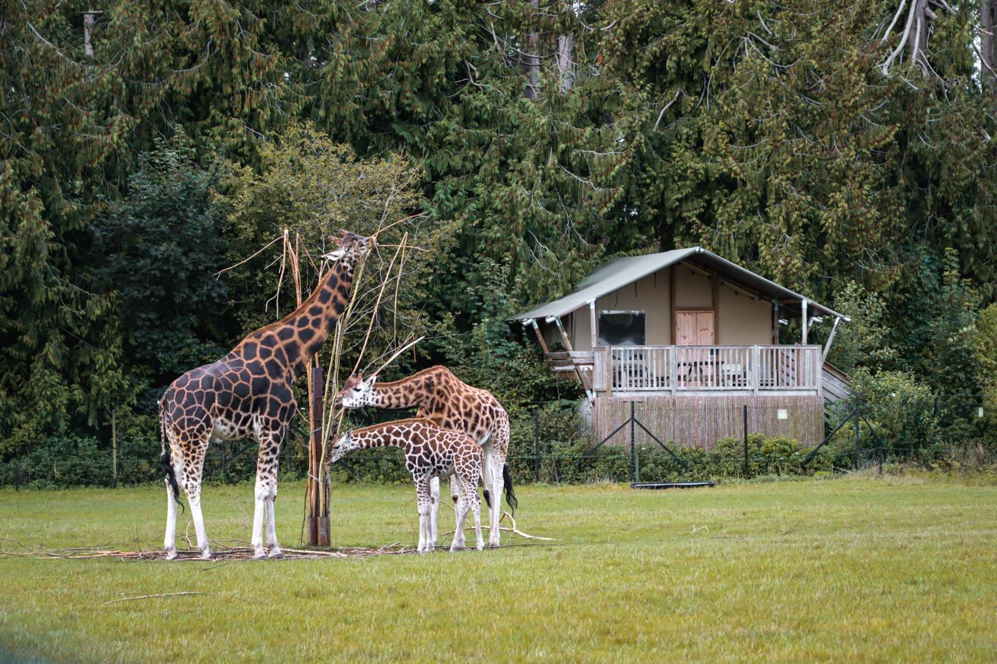 Hotel Knuthenborg Safaripark Maribo Exteriér fotografie
