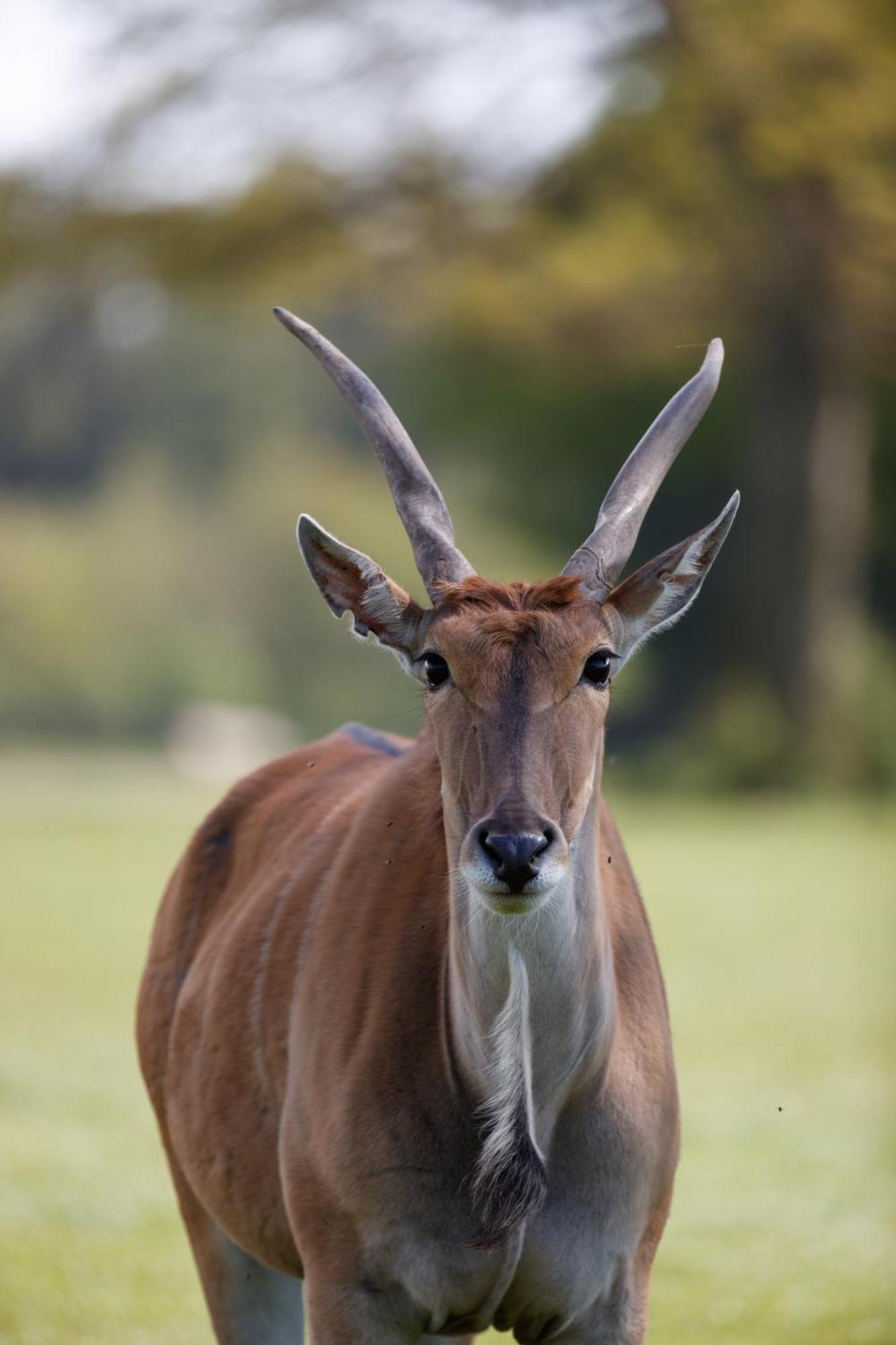 Hotel Knuthenborg Safaripark Maribo Exteriér fotografie