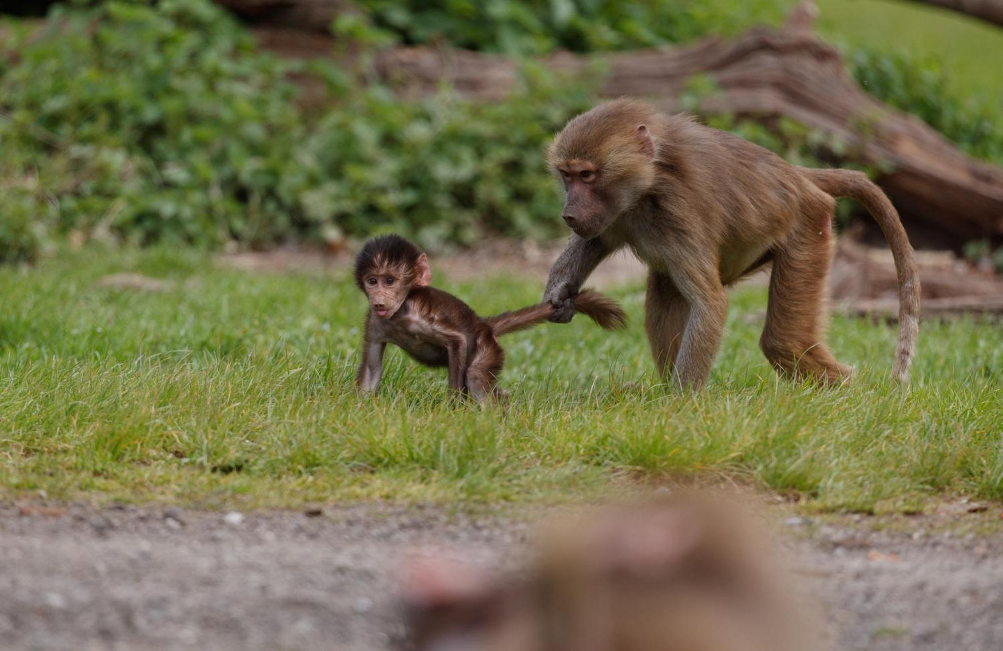 Hotel Knuthenborg Safaripark Maribo Exteriér fotografie