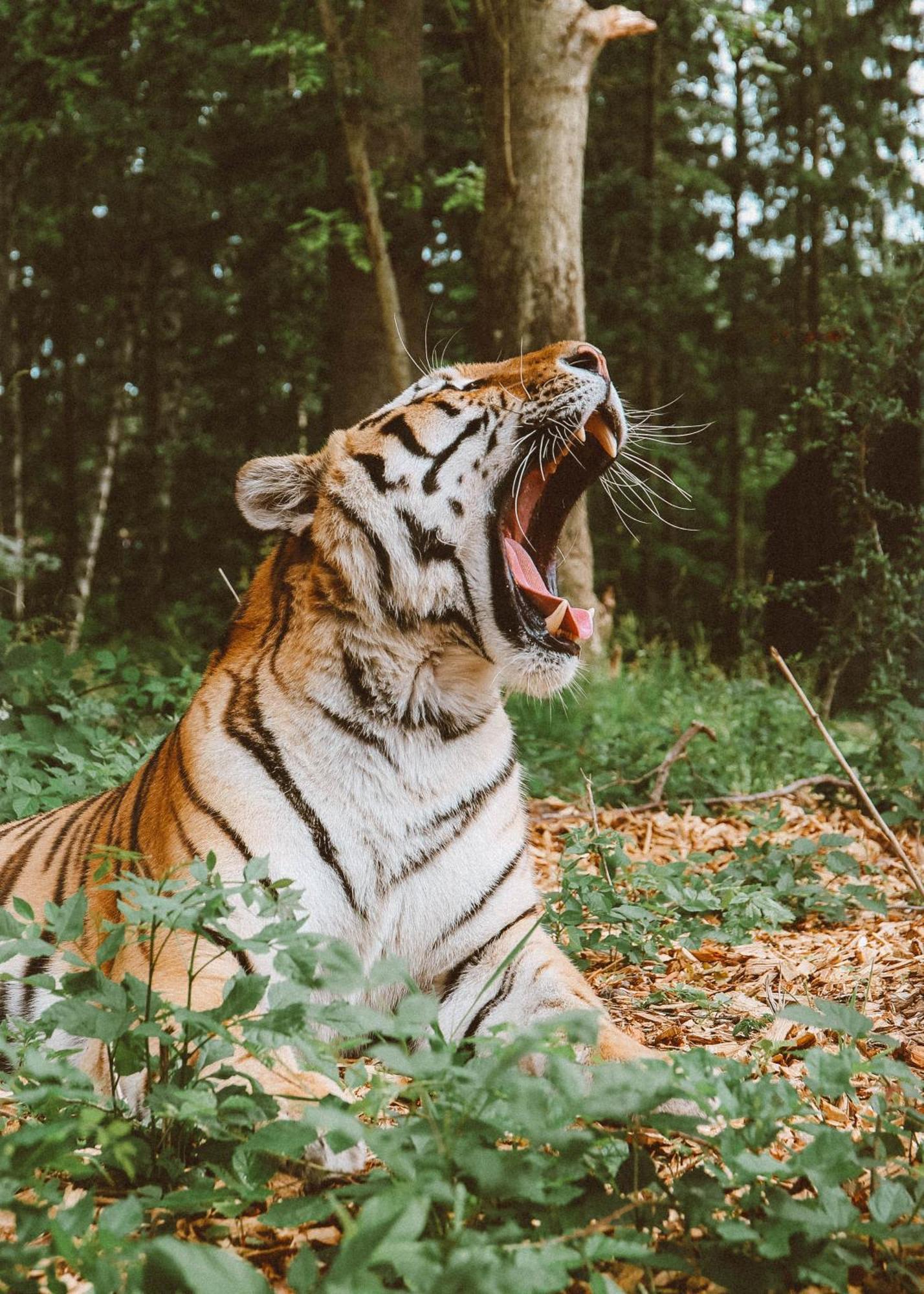 Hotel Knuthenborg Safaripark Maribo Exteriér fotografie