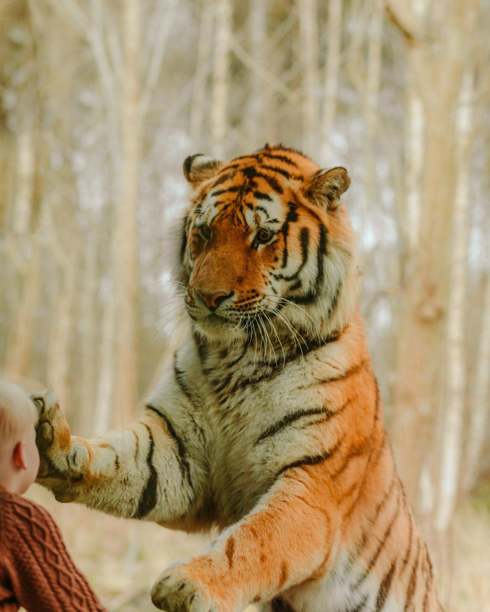 Hotel Knuthenborg Safaripark Maribo Exteriér fotografie