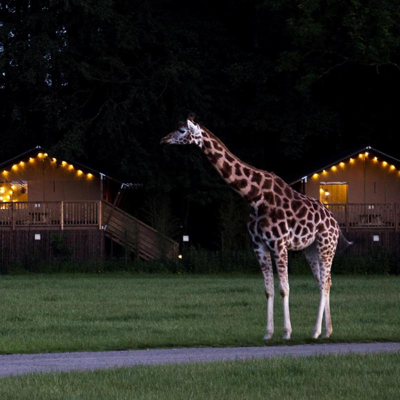 Hotel Knuthenborg Safaripark Maribo Exteriér fotografie