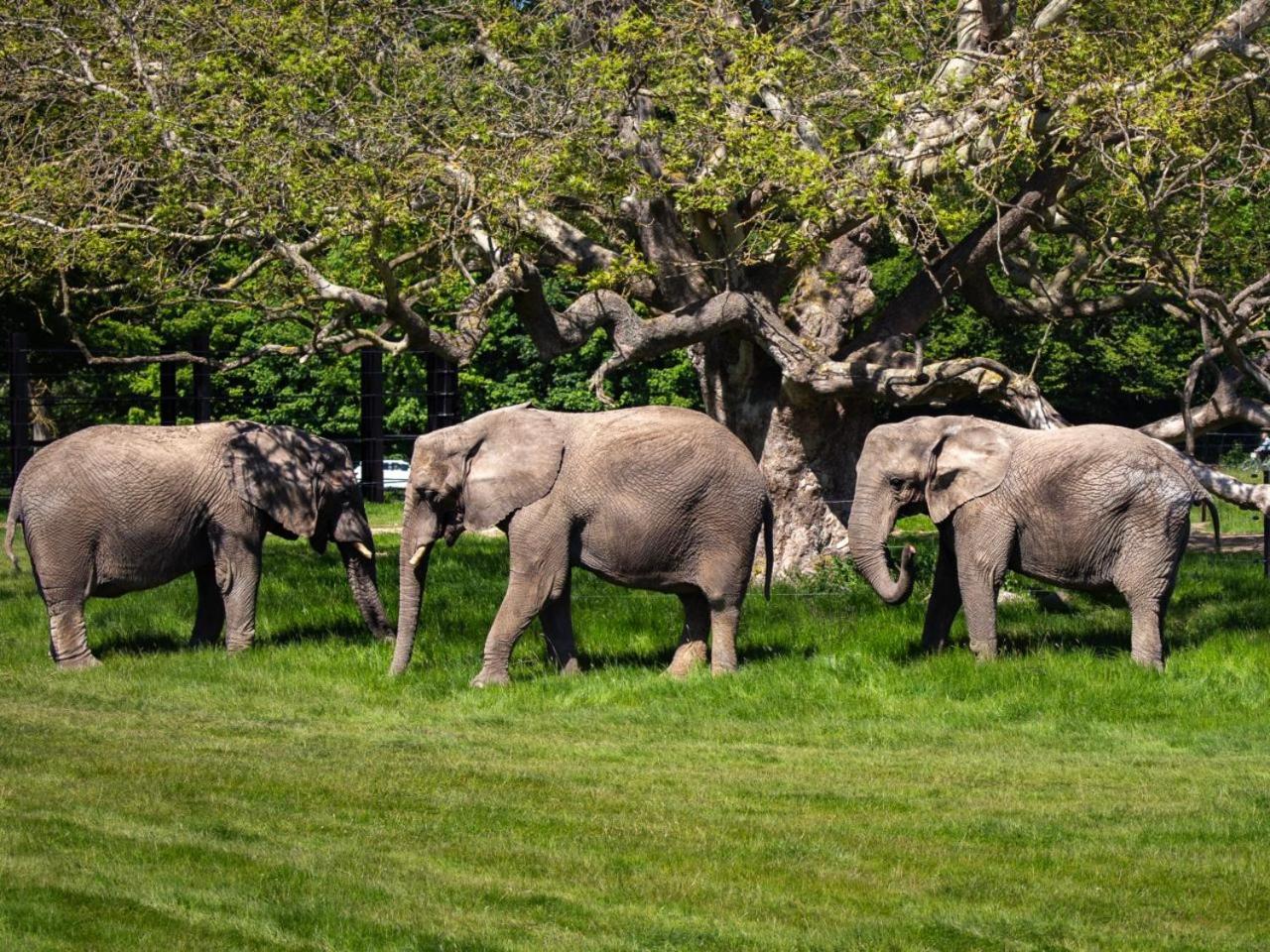 Hotel Knuthenborg Safaripark Maribo Exteriér fotografie